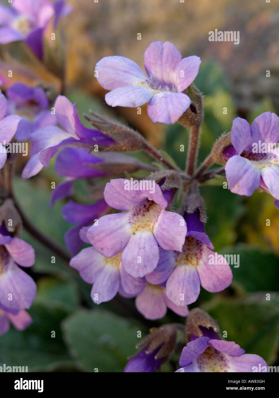 Haberlea rhodopensis Banque D'Images