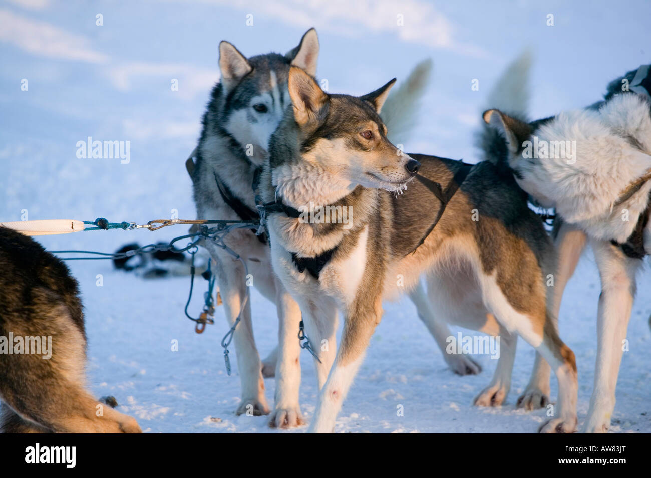 Chiens de traîneau de Saariselka Finlande du Nord Banque D'Images