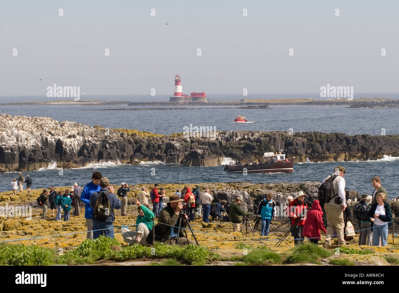 Les gens de la visite d'une colonie d'oiseaux marins au large des côtes, au Royaume-Uni, à l'été Banque D'Images Les gens de la visite d'une colonie d'oiseaux marins au large des côtes, au Royaume-Uni, à l'été Banque D'Images