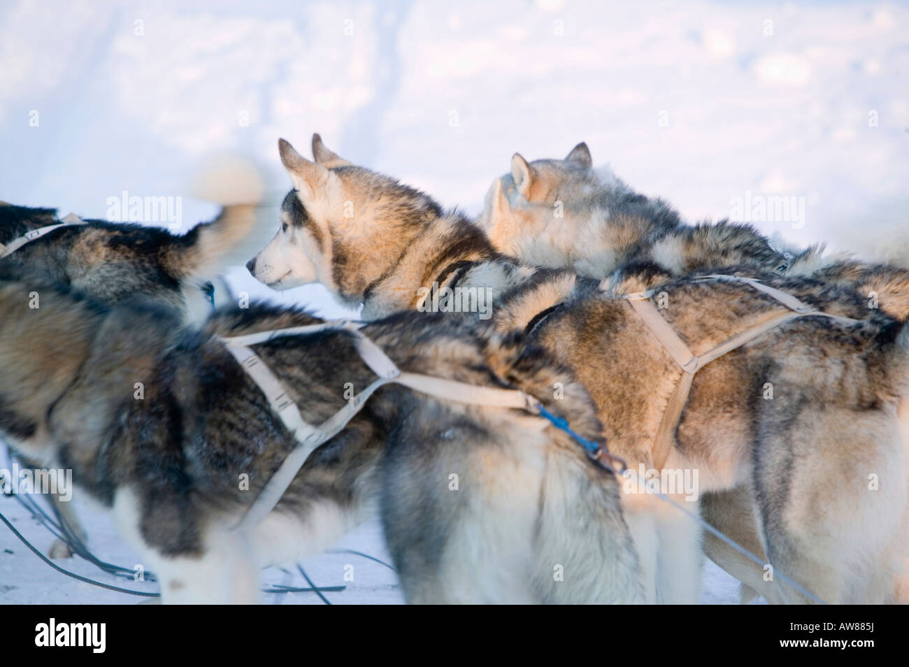 Chiens de traîneau de Saariselka Finlande du Nord Banque D'Images