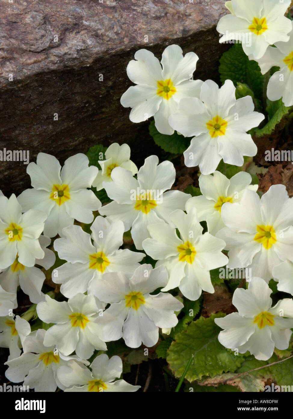 Primrose Primula vulgaris comon (syn. primula acaulis) Banque D'Images