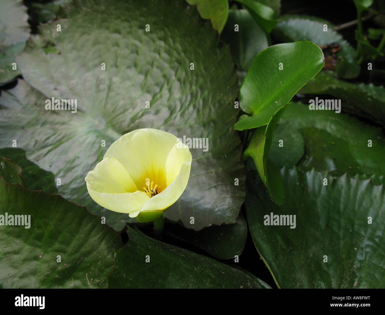 L'eau de plantes aquatiques Poppy Hydrocleys nymphoides Banque D'Images