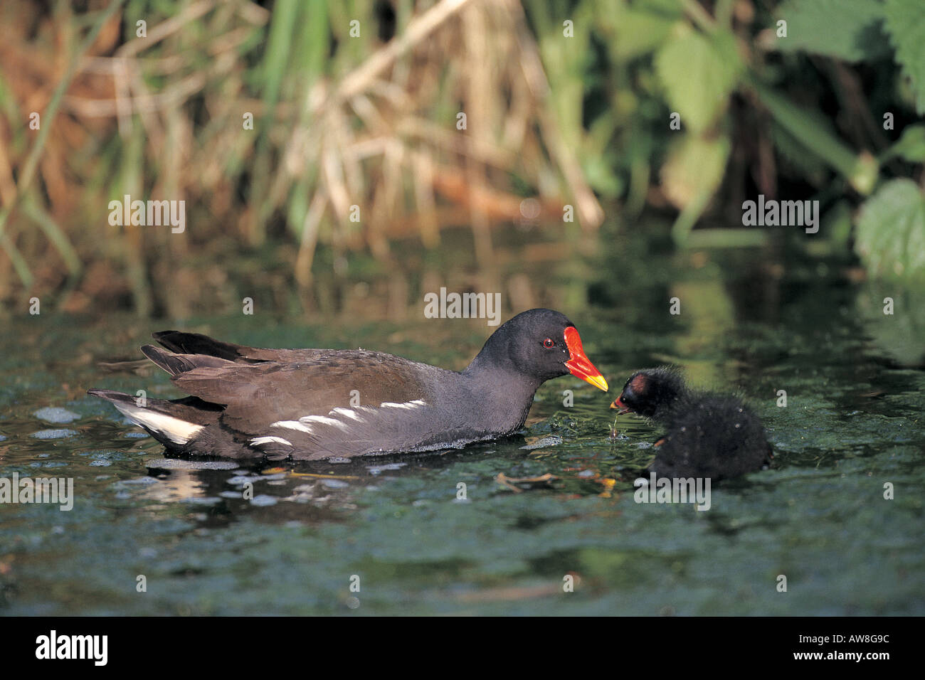 Gallinule poule-d'eau Gallinula chloropus alimentation adultes chick Bedfordshire Angleterre Banque D'Images