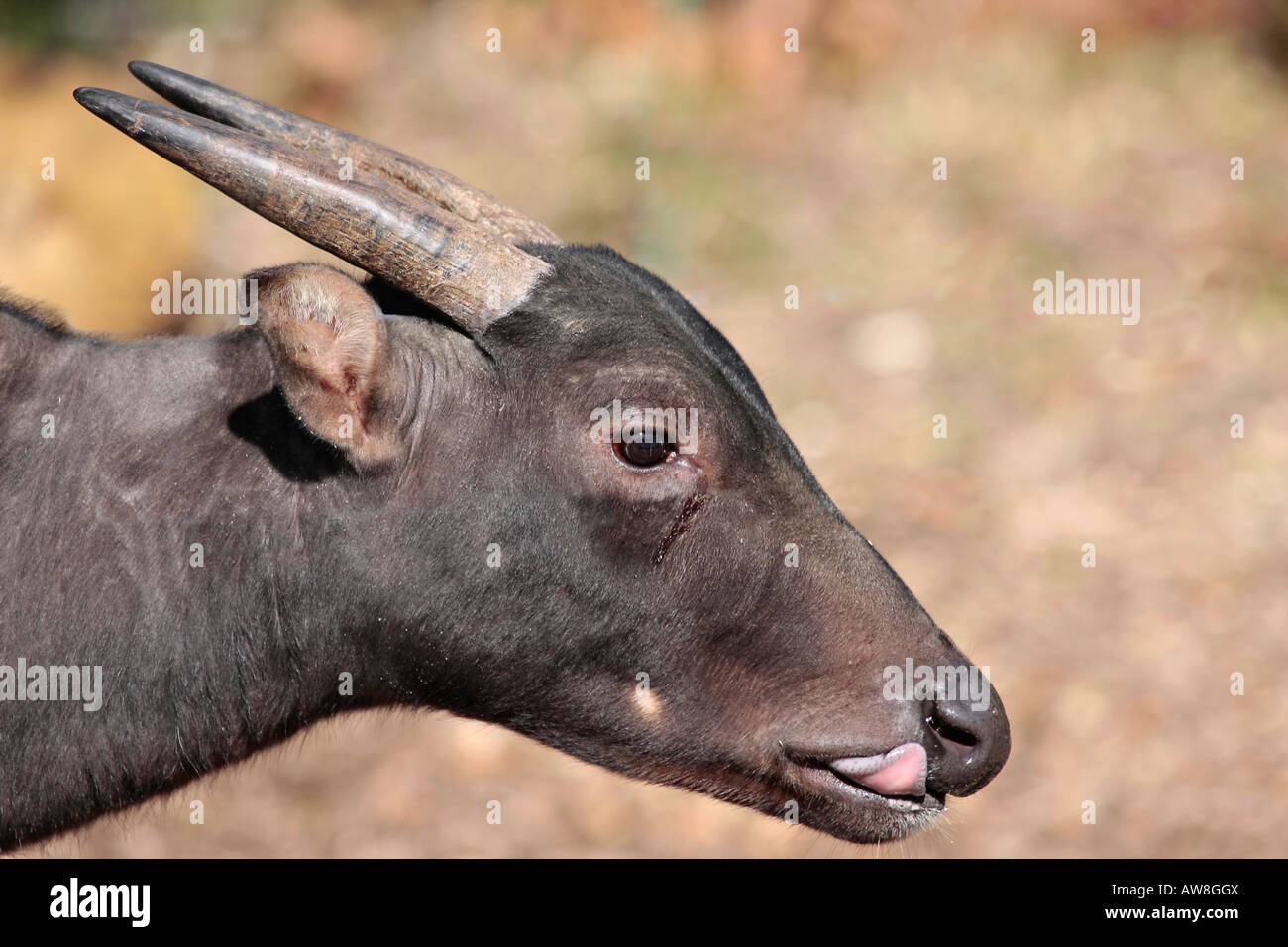 Anoa Bubalus depressicornis plaine Banque D'Images