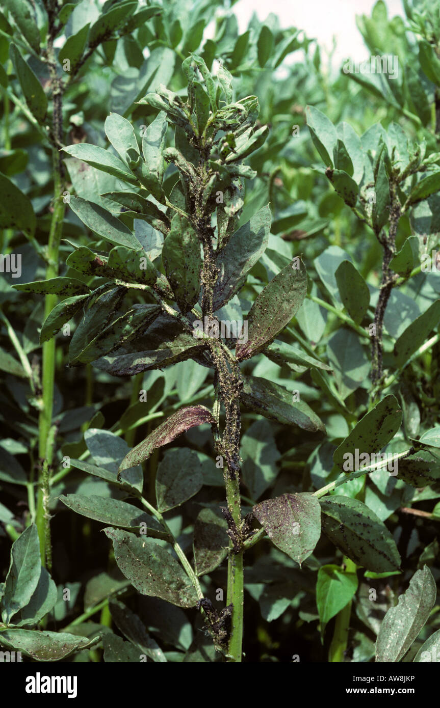 Puceron noir de la fève grave infestation Aphis fabae sur les plants de haricots sur le terrain Banque D'Images