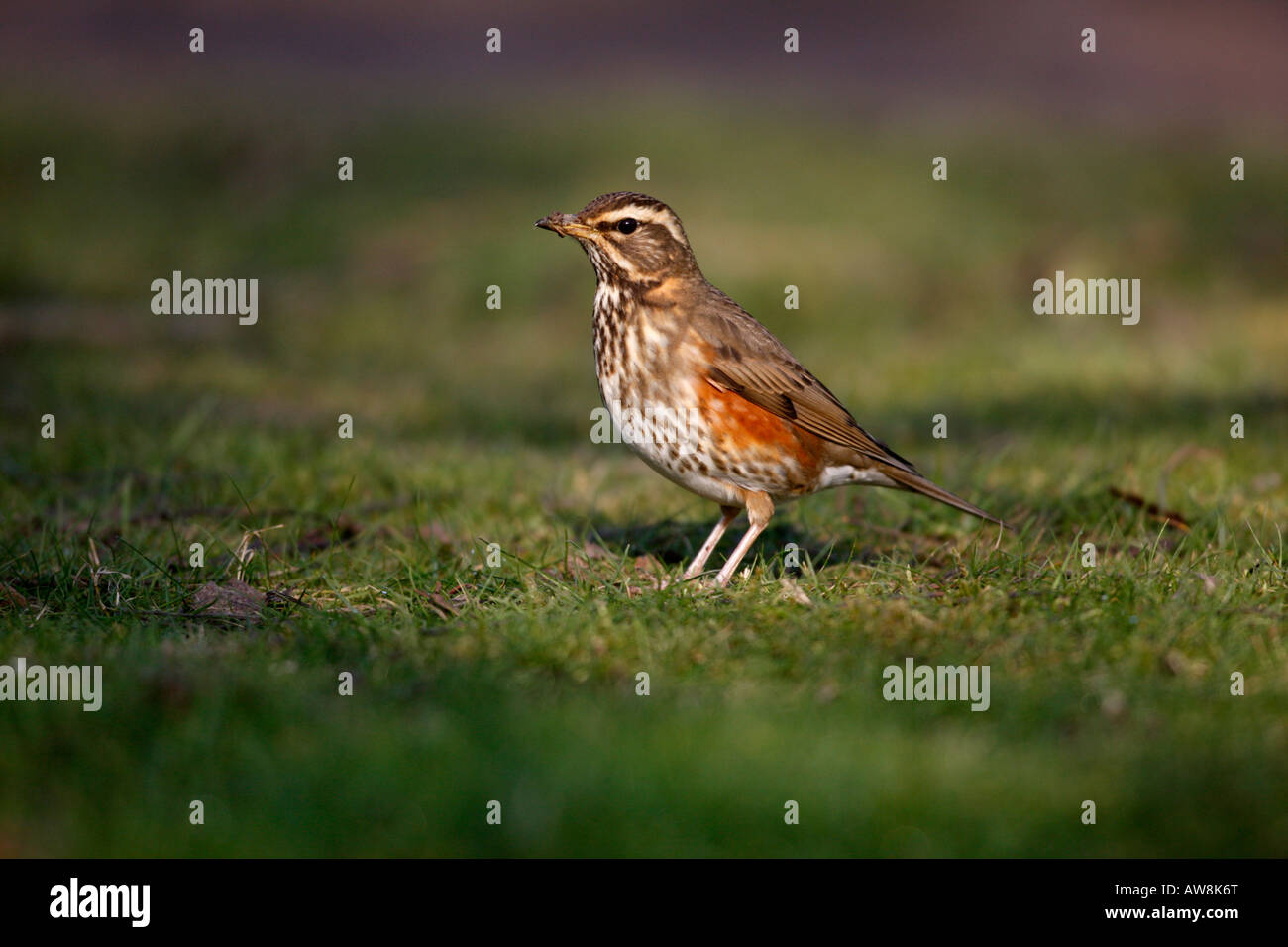 Redwing Turdus iliacus hiver Gloucestershire Banque D'Images