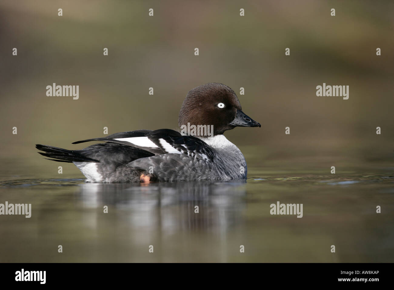 Goldeneye Bucephala clangula hiver femelle Lancs Banque D'Images