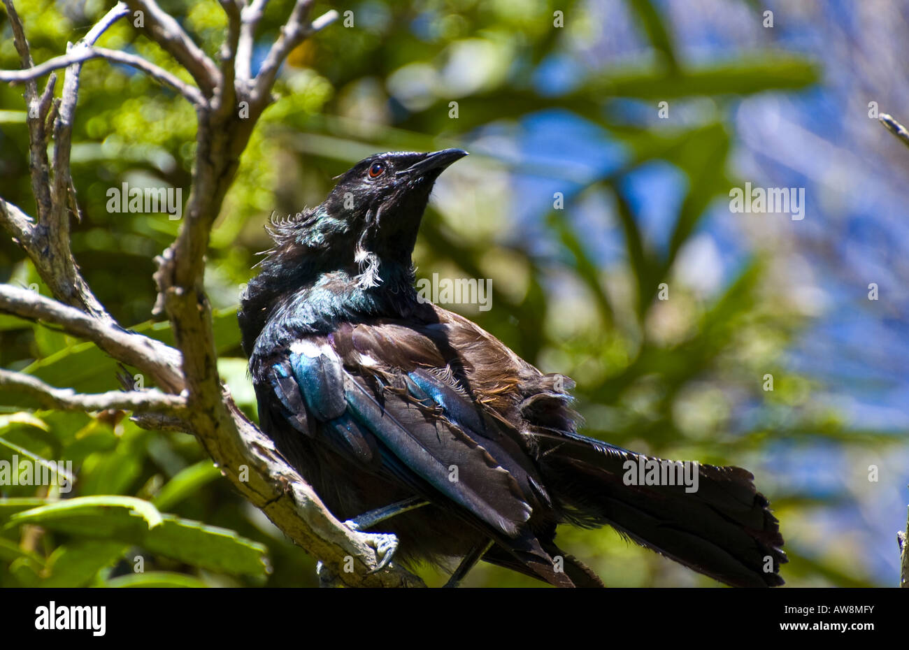 Un tui (Nouvelle-Zélande) d'oiseaux indigènes, perché sur une branche en plein soleil. Banque D'Images
