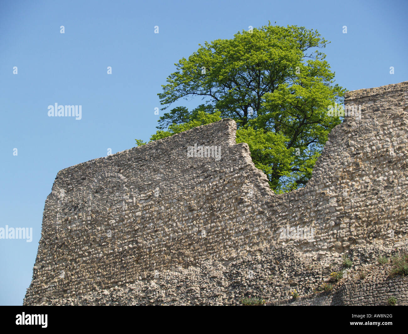 A manqué à l'époque médiévale du château normand arbre vert guerre Banque D'Images