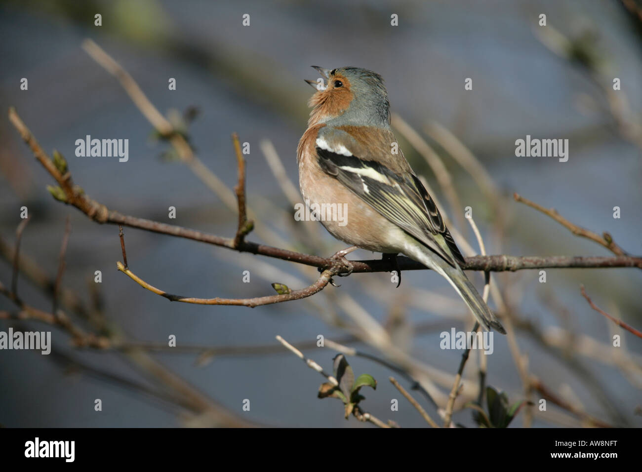 Chaffinch Fringilla coelebs homme Lancs UK Winter Banque D'Images