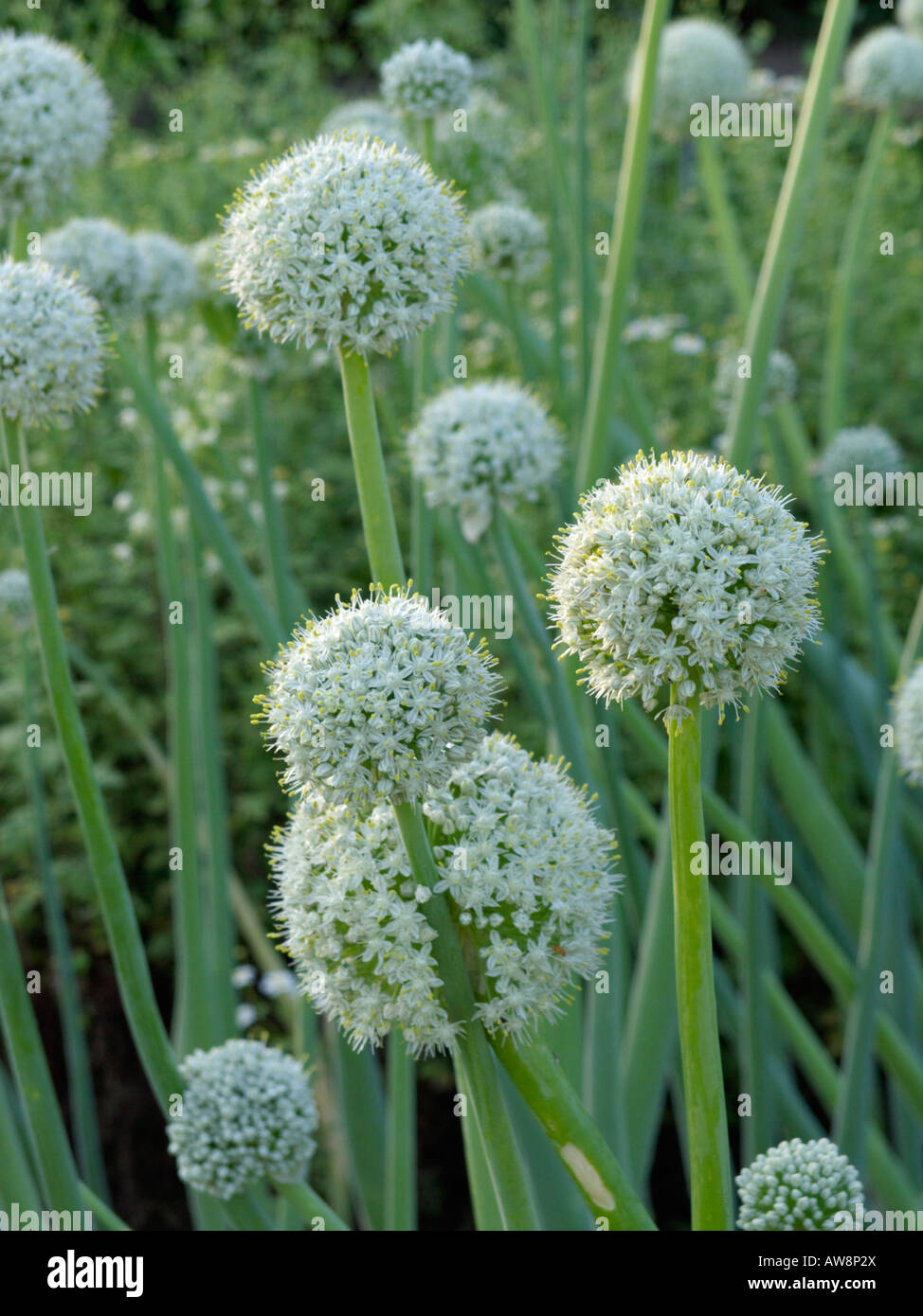Jardin oignon (Allium cepa) Banque D'Images