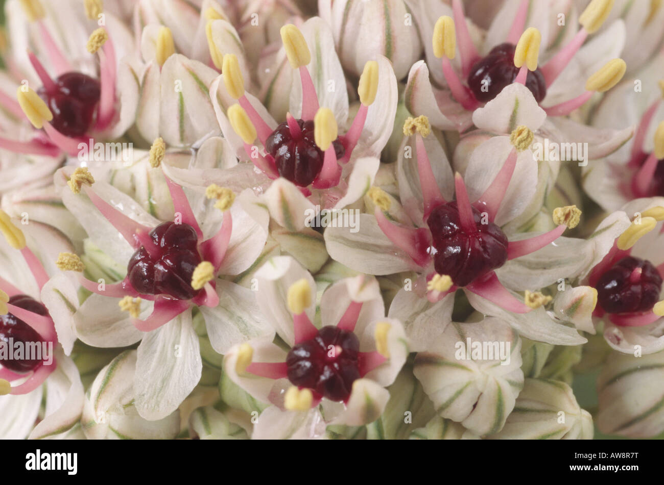 L'allium 'Silver Spring' (ornementales oignon) Close up de fleurs en ombelle. Banque D'Images