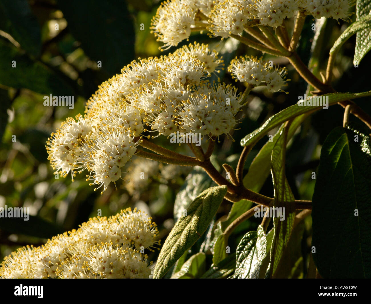 Viorne Viburnum rhytidophyllum (cassandre) Banque D'Images