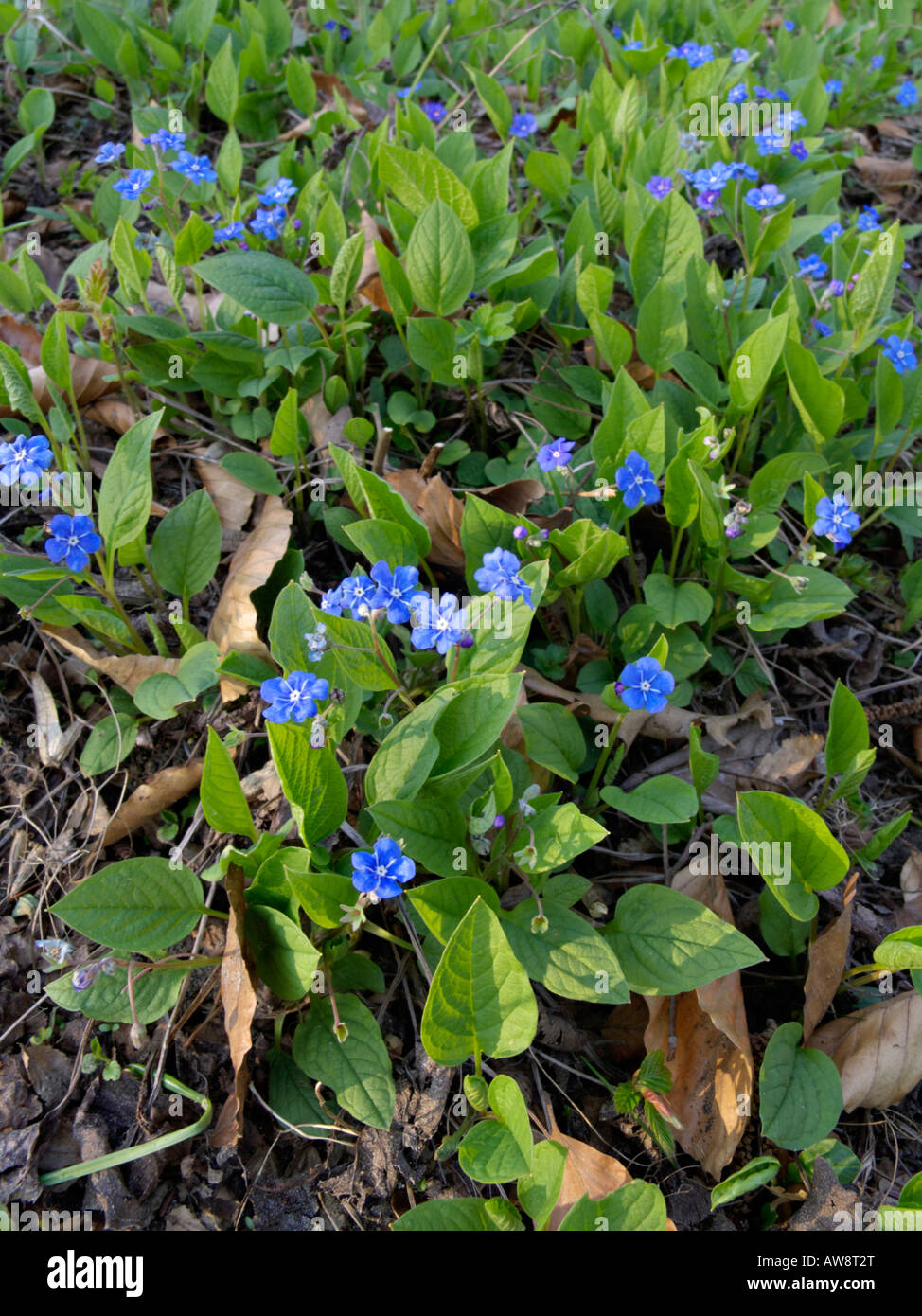 Blue-eyed Mary (omphalodes verna) Banque D'Images