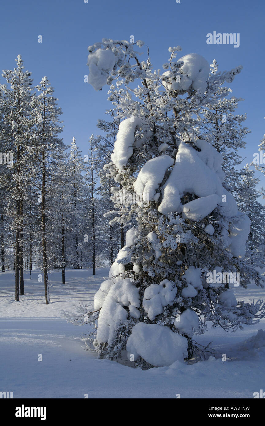 -Bois d'hiver et glace arbre couvert de neige dans le Parc National Urho Kehkkosen près de Houston Le nord de la Finlande Banque D'Images