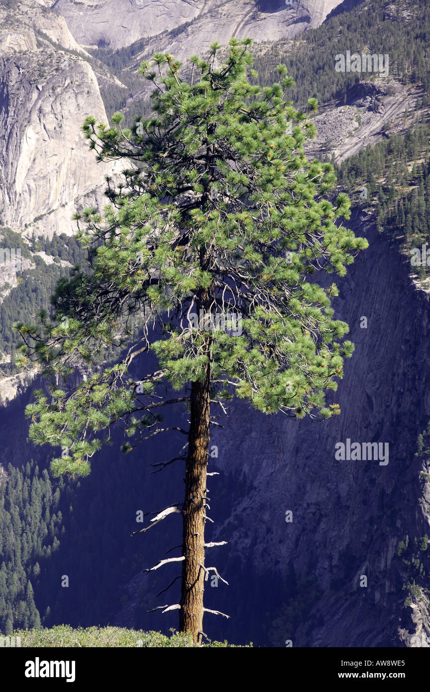Pine Tree Yosemite National Park California USA Banque D'Images