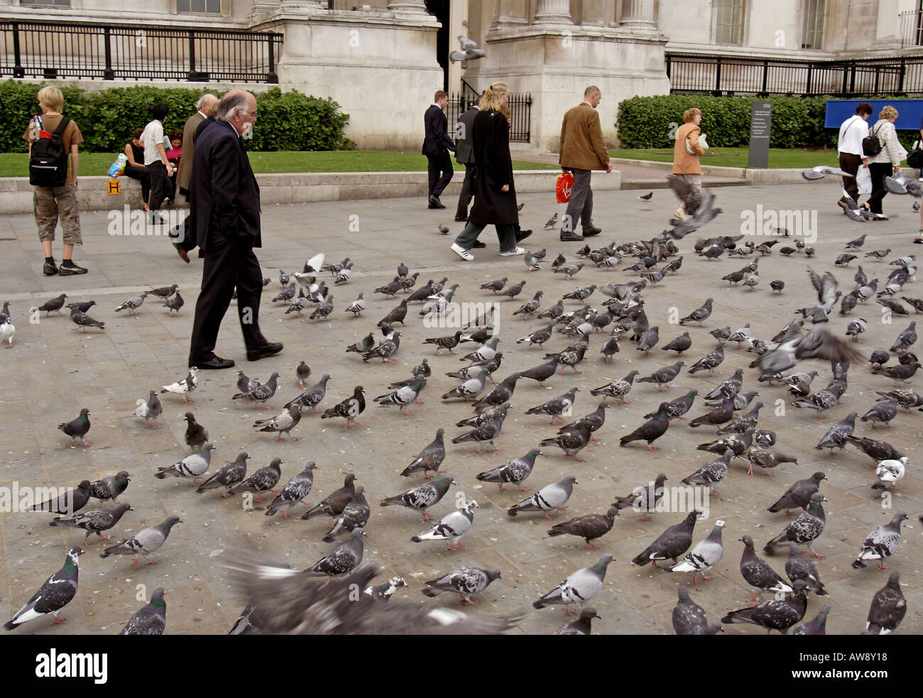 Les humains et les pigeons à pied dans la synchronicité entre Trafalgar Square, Londres Banque D'Images