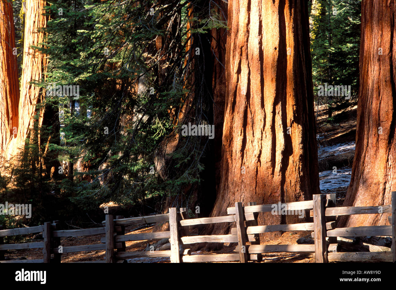 Séquoias Géants au milieu de jeunes pins dans la forêt géante de clôture en premier plan Sequoia National Park California Banque D'Images