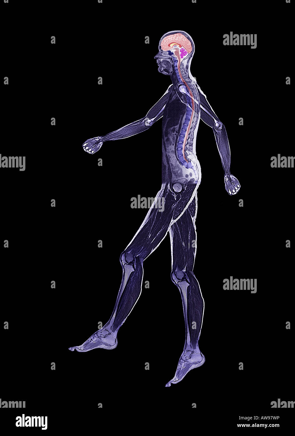 L'image par résonance magnétique du mans balades corps entier Banque D'Images