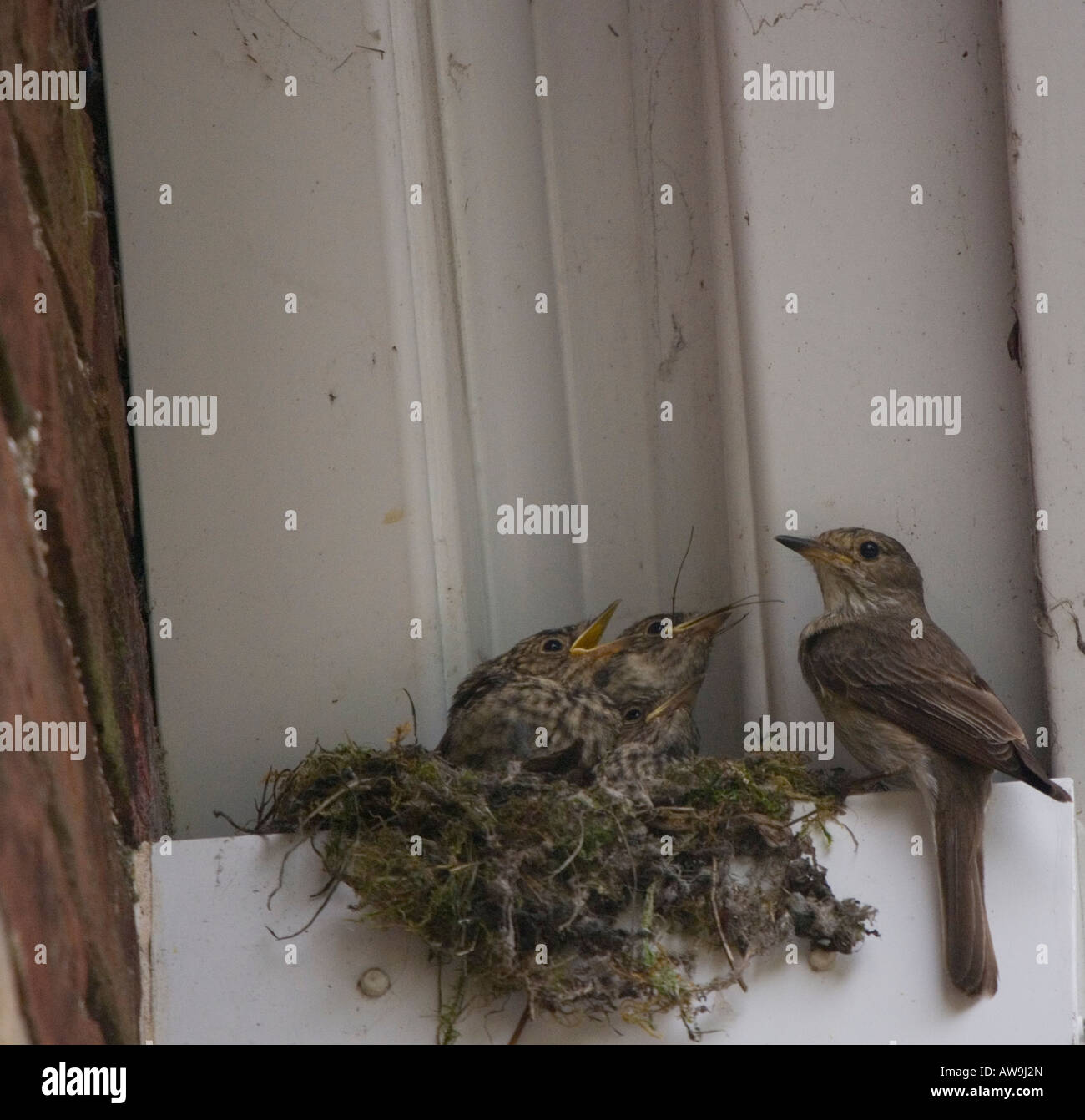 Spotted Flycatcher Nourrir les jeunes au nid - Muscicapa striata Banque D'Images