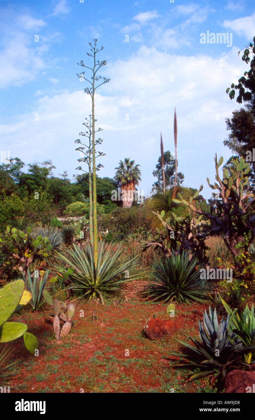 Jardin botanique en Guadalajara, Mexique Banque D'Images