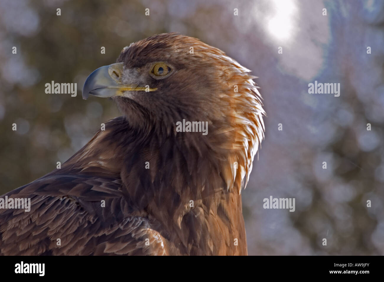 Golden Eagle Close-up Banque D'Images