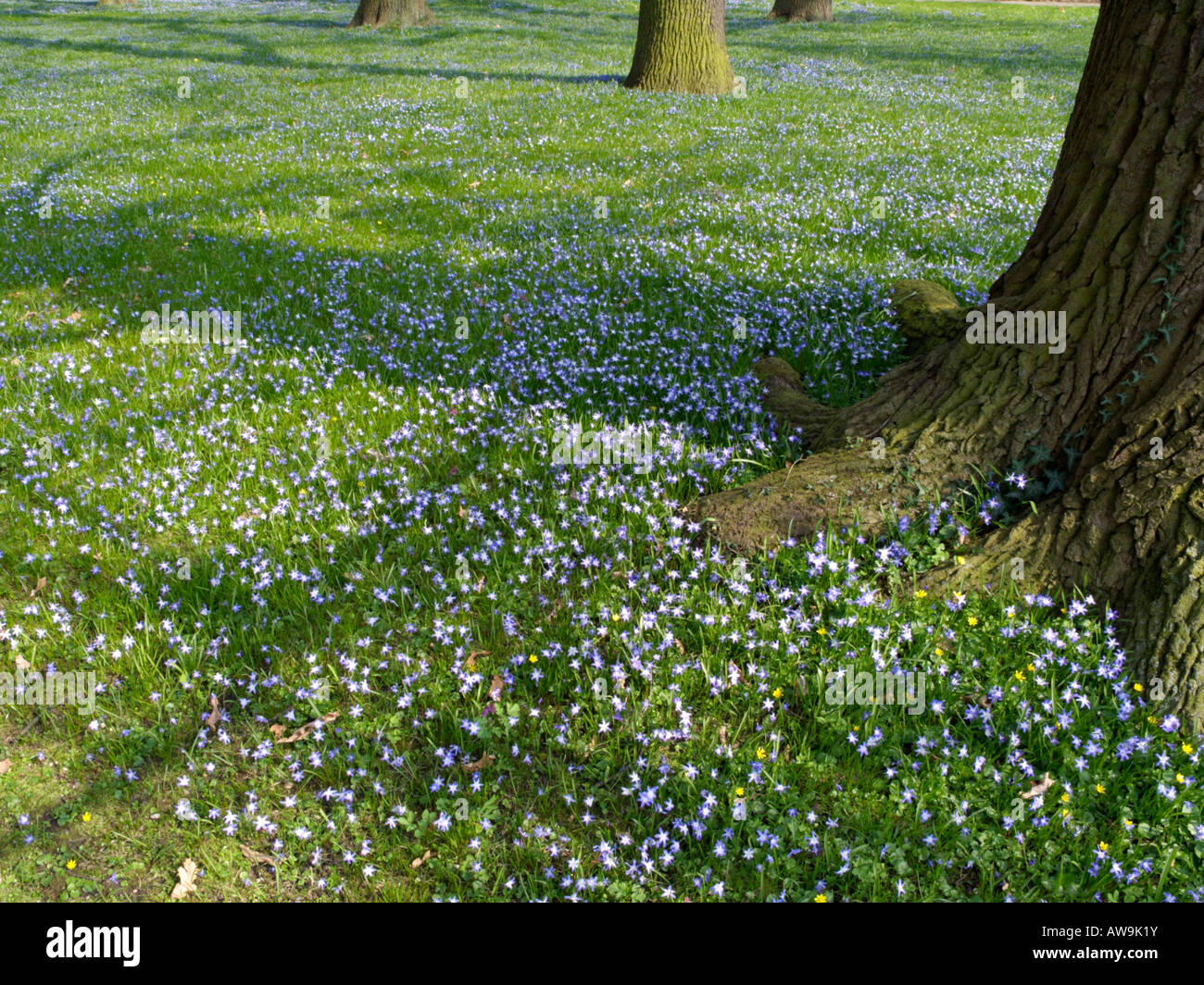 Forbes glory of the snow (chionodoxa forbesii syn. scilla forbesii) et de chêne (Quercus robur) Banque D'Images