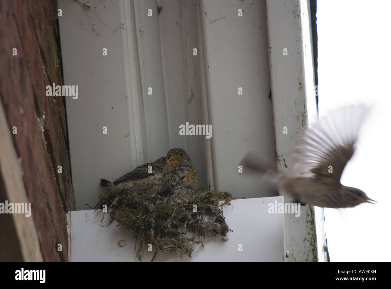 Spotted Flycatcher battant loin de nid de jeunes - Muscicapa striata Banque D'Images