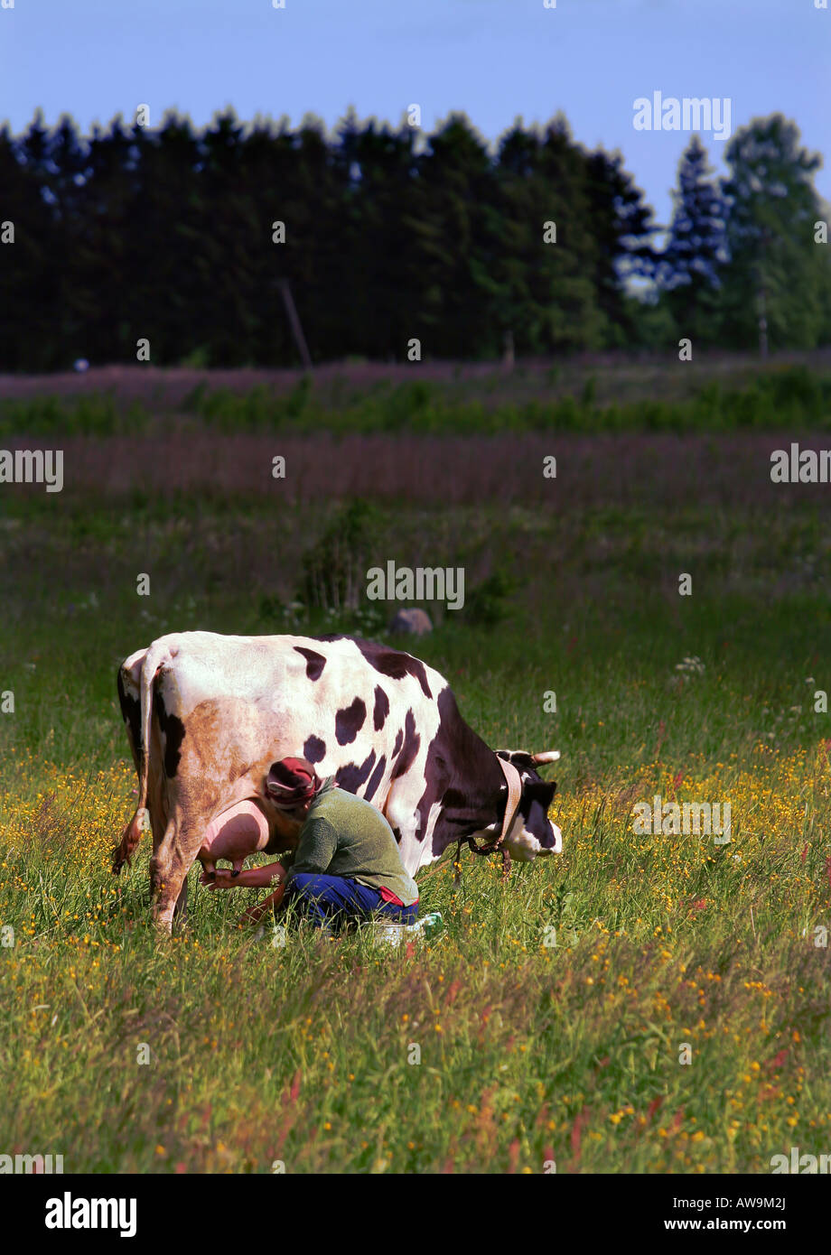 Femme traire vache Banque de photographies et d’images à haute