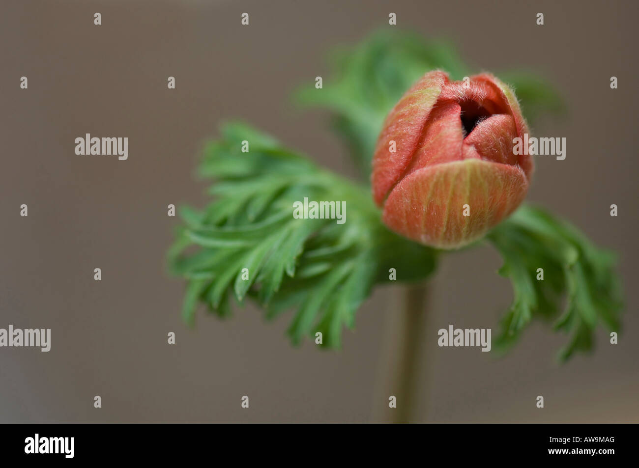Anemone coronaria 'harmonie Scarlet' Bud Banque D'Images