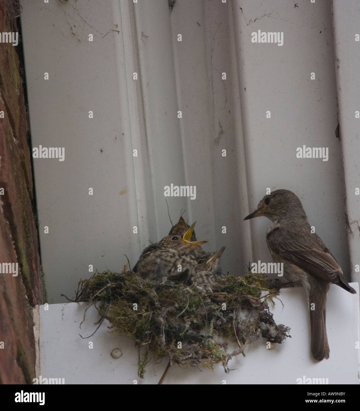 Spotted Flycatcher au nid nourrir les jeunes - Muscicapa striata Banque D'Images