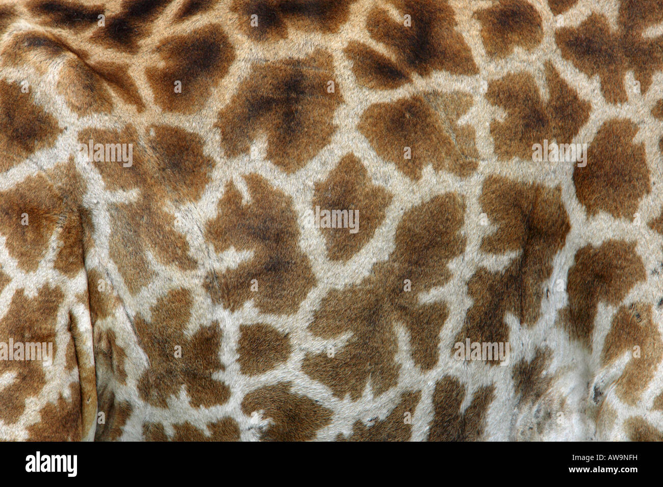 Modèle de girafe de la peau sur le dos dans le Serengeti en Tanzanie Afrique de l'Est Banque D'Images