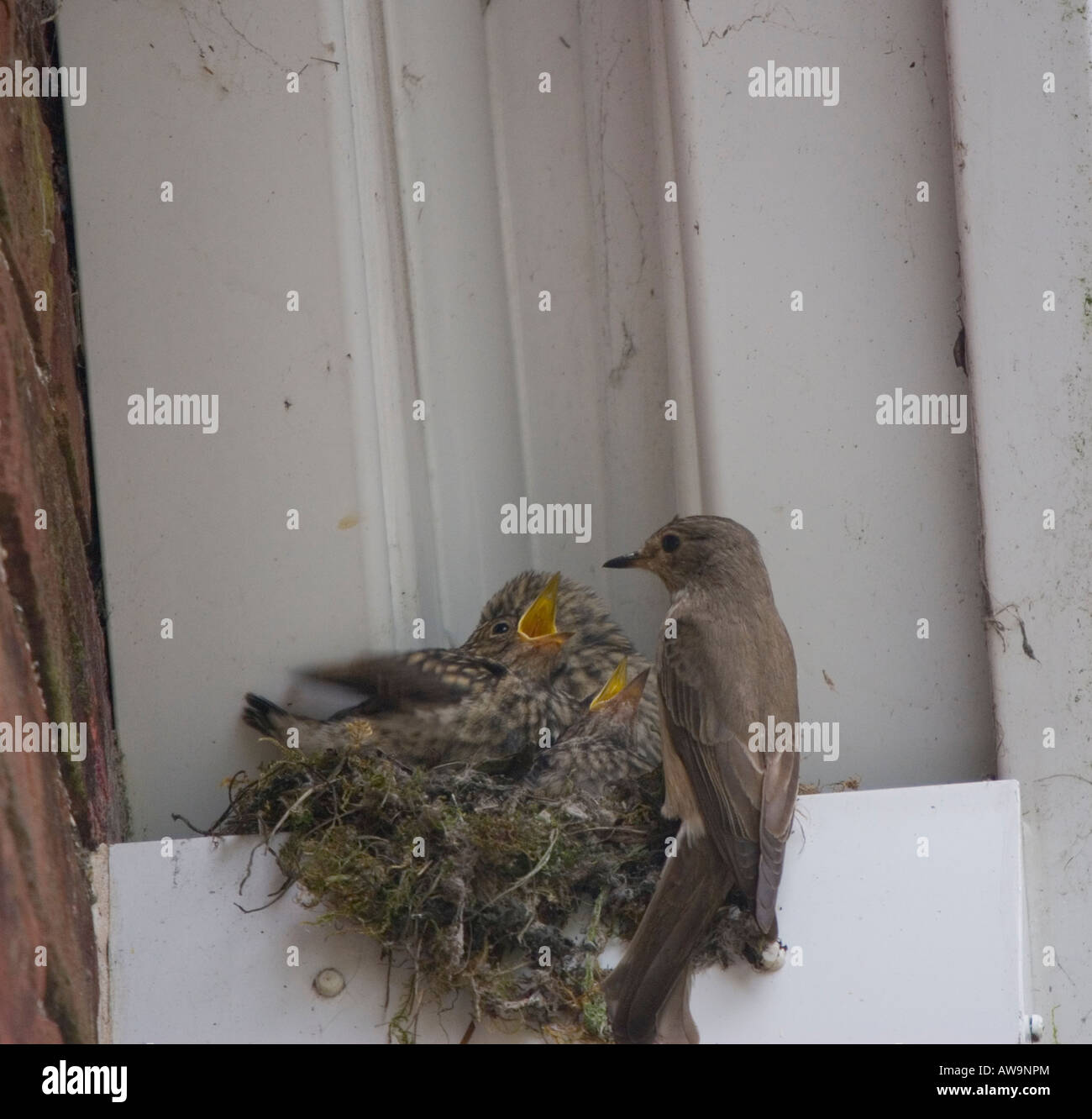 Spotted Flycatcher au nid avec les jeunes - Muscicapa striata Banque D'Images