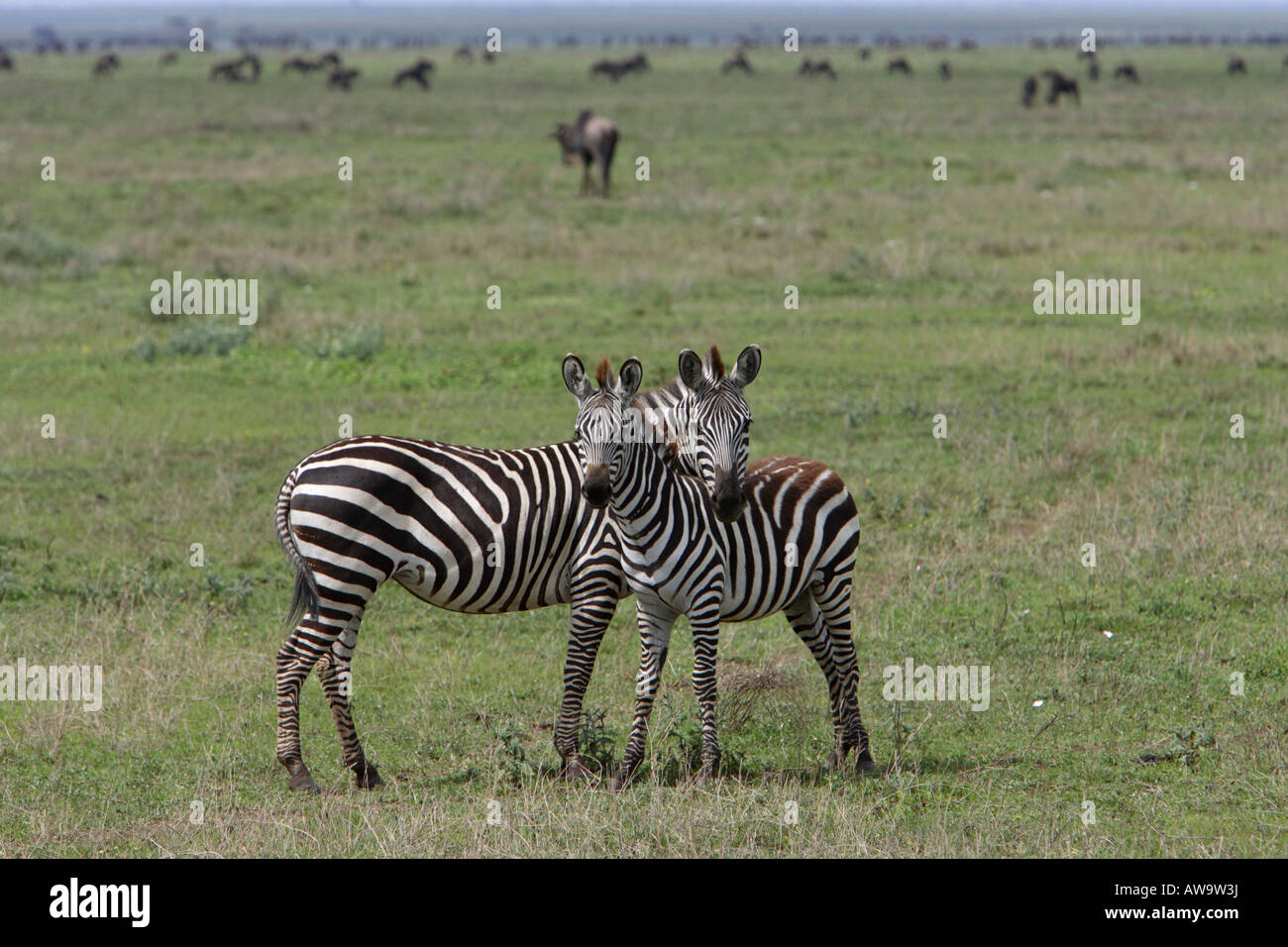 Burchell Zebra pair debout avec leurs chefs enlacés sur le Serengeti en Tanzanie Afrique de l'est avec le contact avec les yeux Banque D'Images