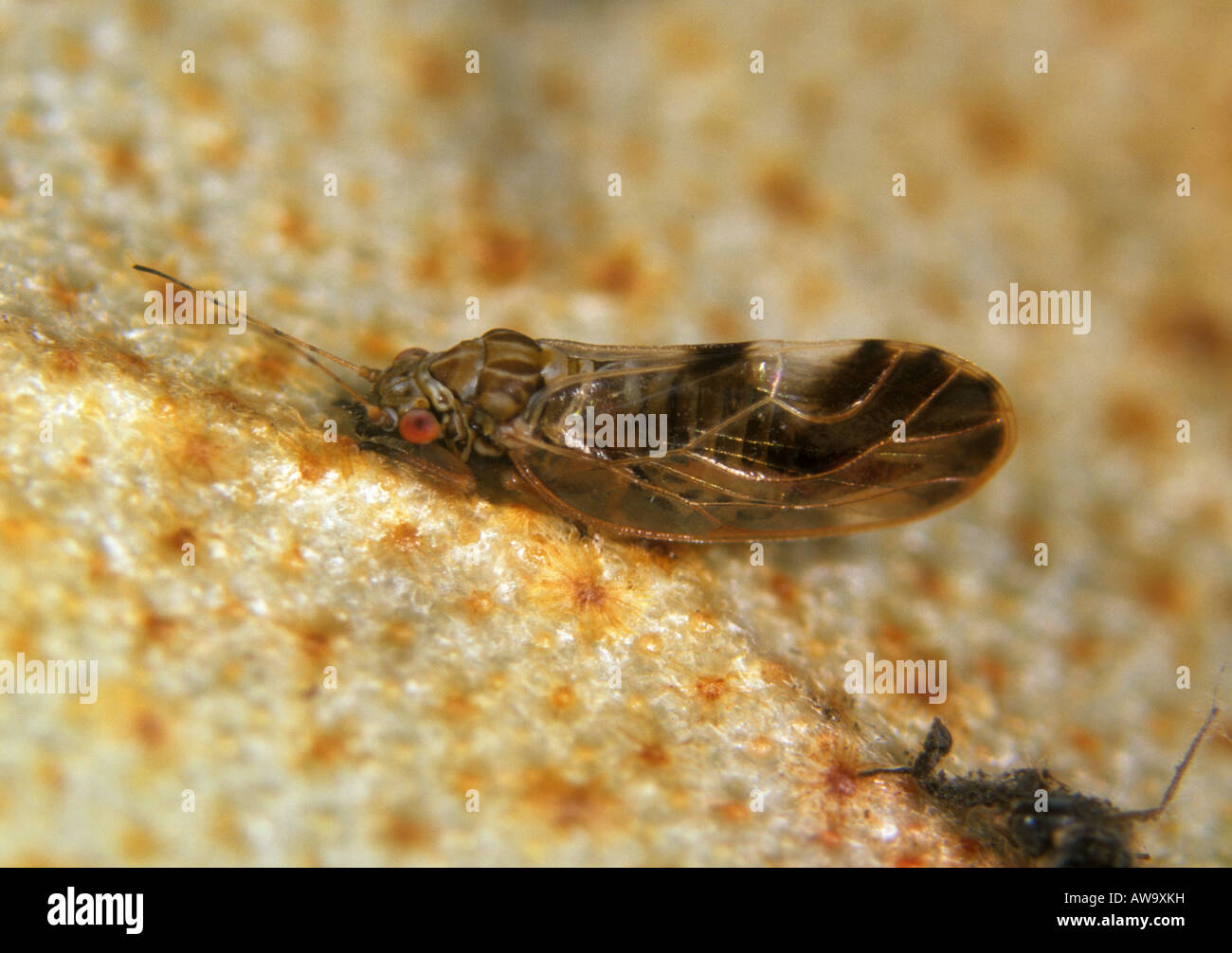 La cicadelle Elaeagnus espèce adultes à confirmer sur une feuille d'Elaeagnus Banque D'Images