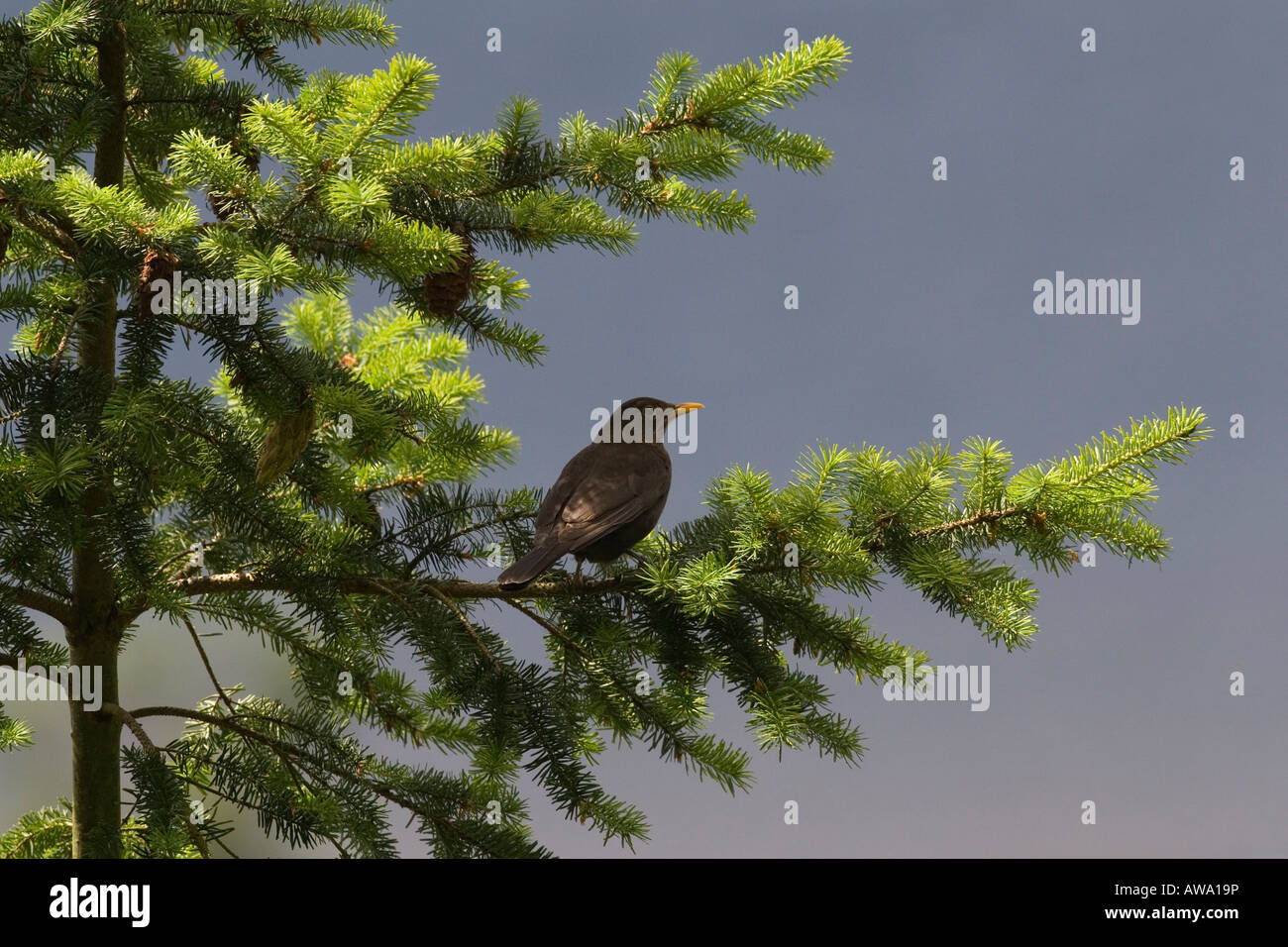 Blackbird femelle perché sur un pin dans un bois britannique Banque D'Images Blackbird femelle perché sur un pin dans un bois britannique Banque D'Images
