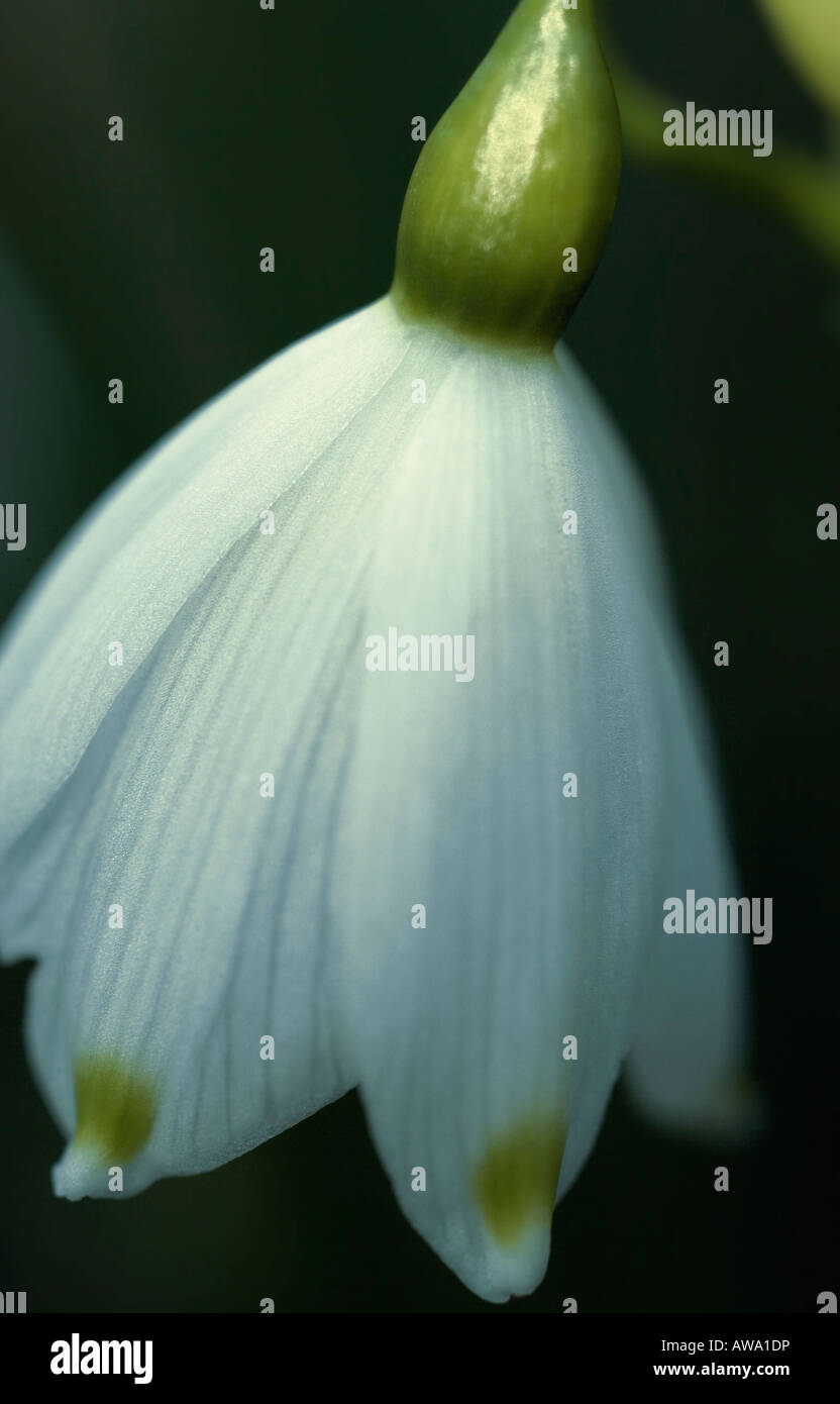 Close up of fleur flocon à la fin de l'hiver Banque D'Images