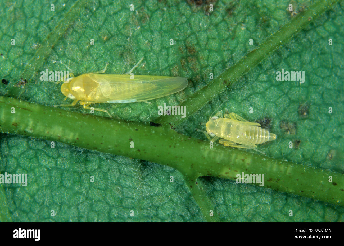Nigriloba â€" la cicadelle Sycamore nymphe adultes sur une feuille de platane Banque D'Images
