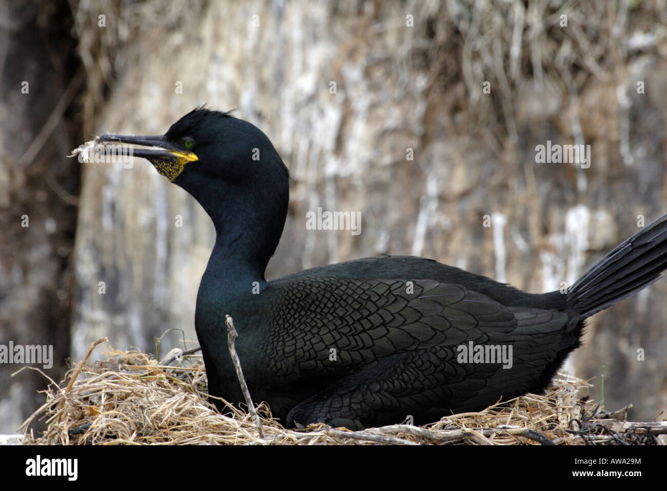 La nidification sur les îles Farne Shag Banque D'Images