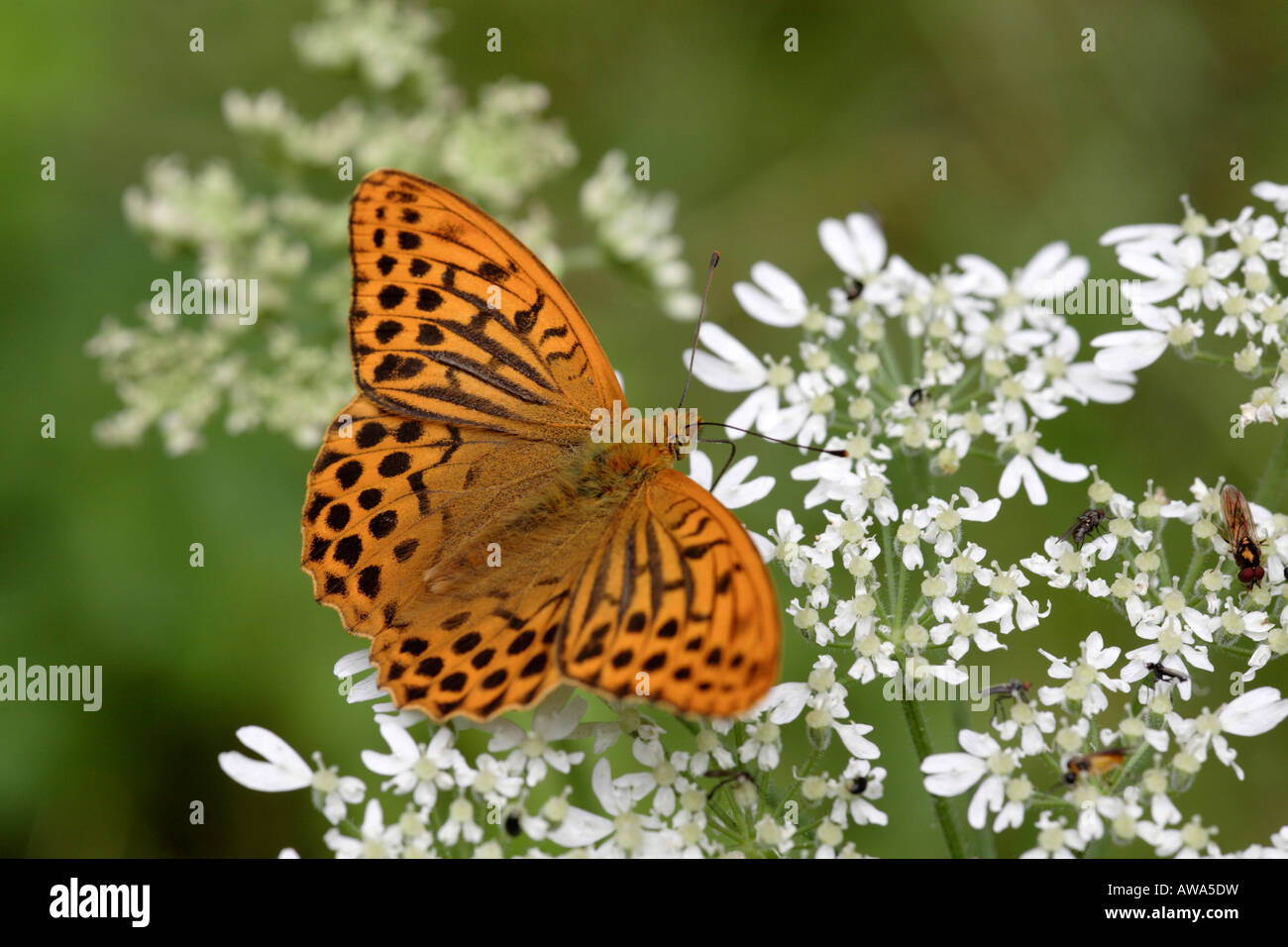 Lavé argent fritillary en début d'été Banque D'Images