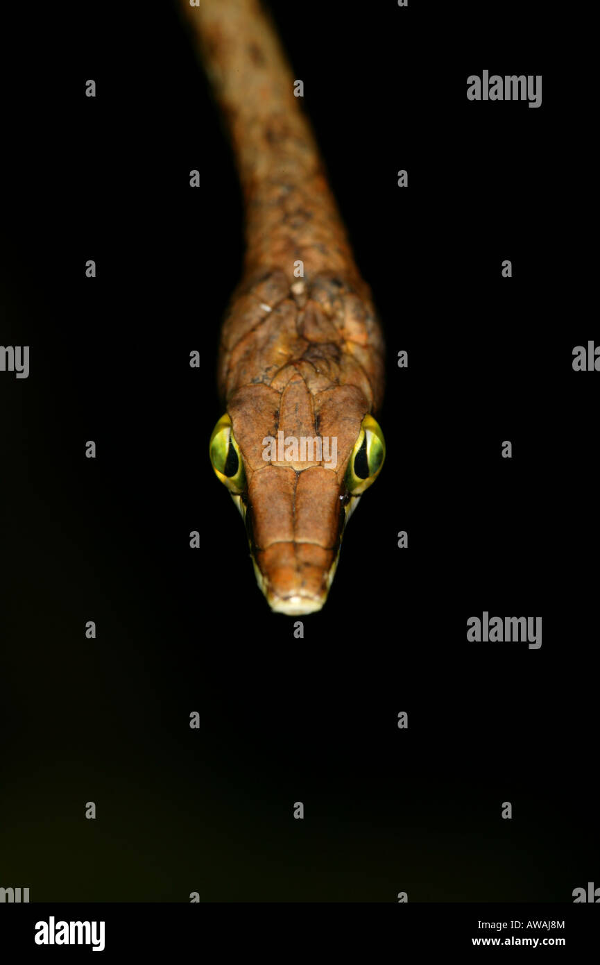 Panama faune avec un portrait en gros plan d'un serpent de vigne brun, Oxybelis aeneus, dans le parc de la nature métropolitaine, République de Panama, Amérique centrale Banque D'Images