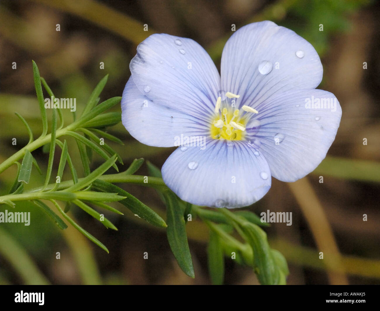 Lin Linum perenne, vivace Banque D'Images
