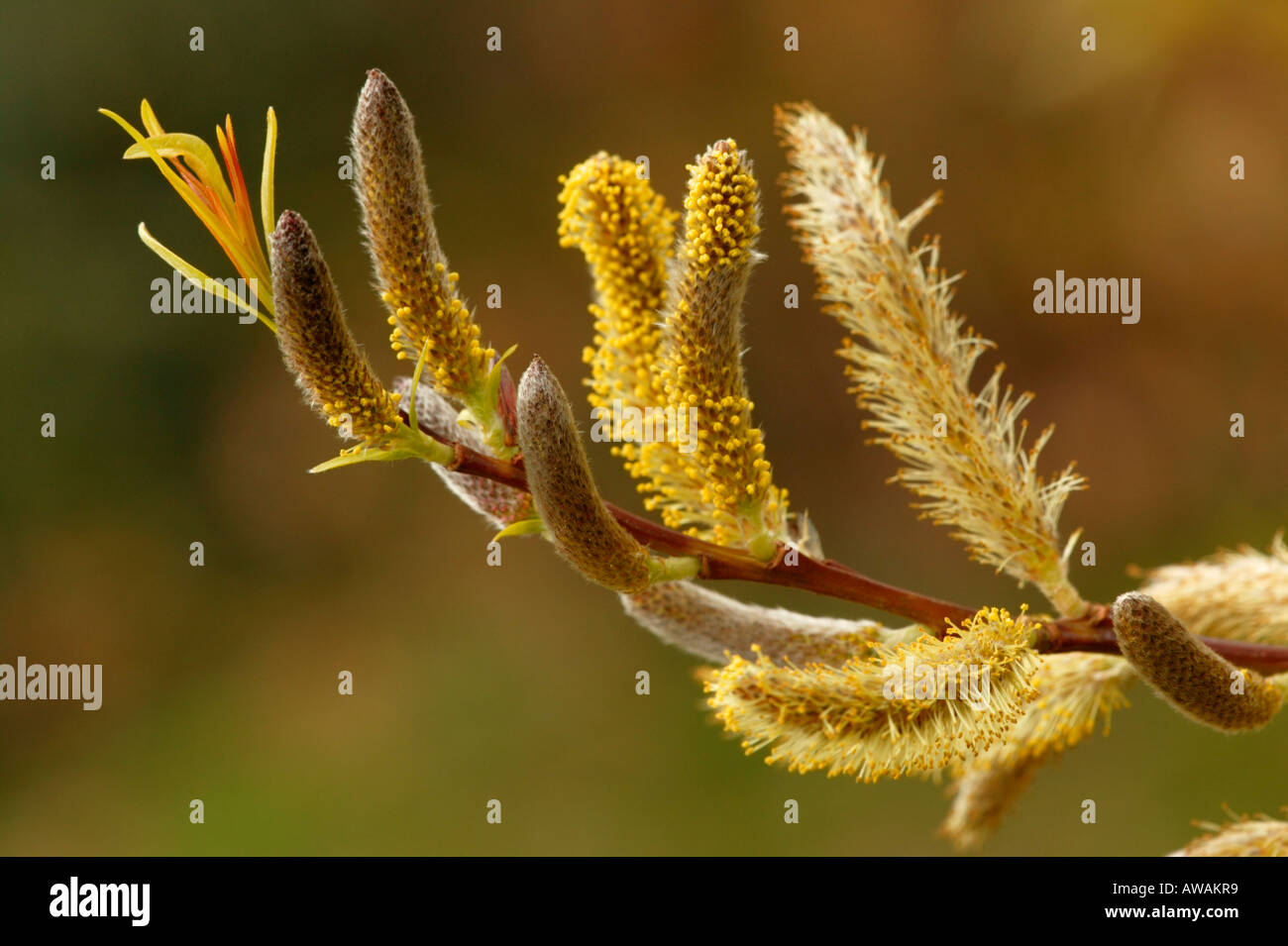 Salix sachalinensis 'Sekka' (nom commun Saule Dragon) - close-up de chatons sur la branche en mars, Gloucestershire UK Banque D'Images