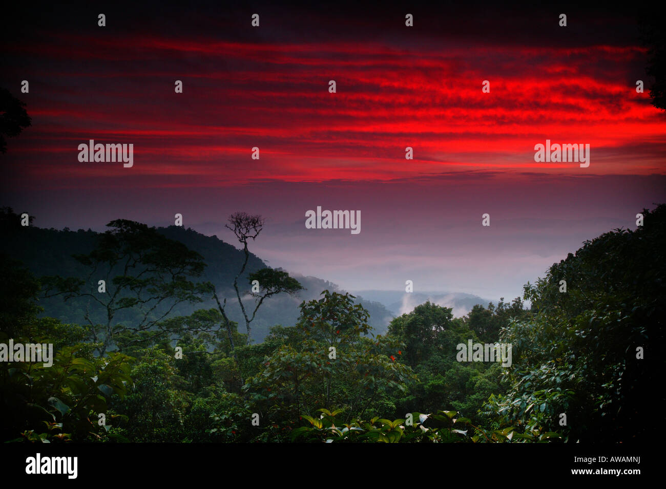 Paysage de Panama avec ciel coloré à l'aube vu de la forêt tropicale à Cerro Pirre dans le parc national de Darien, province de Darien, République du Panama. Banque D'Images