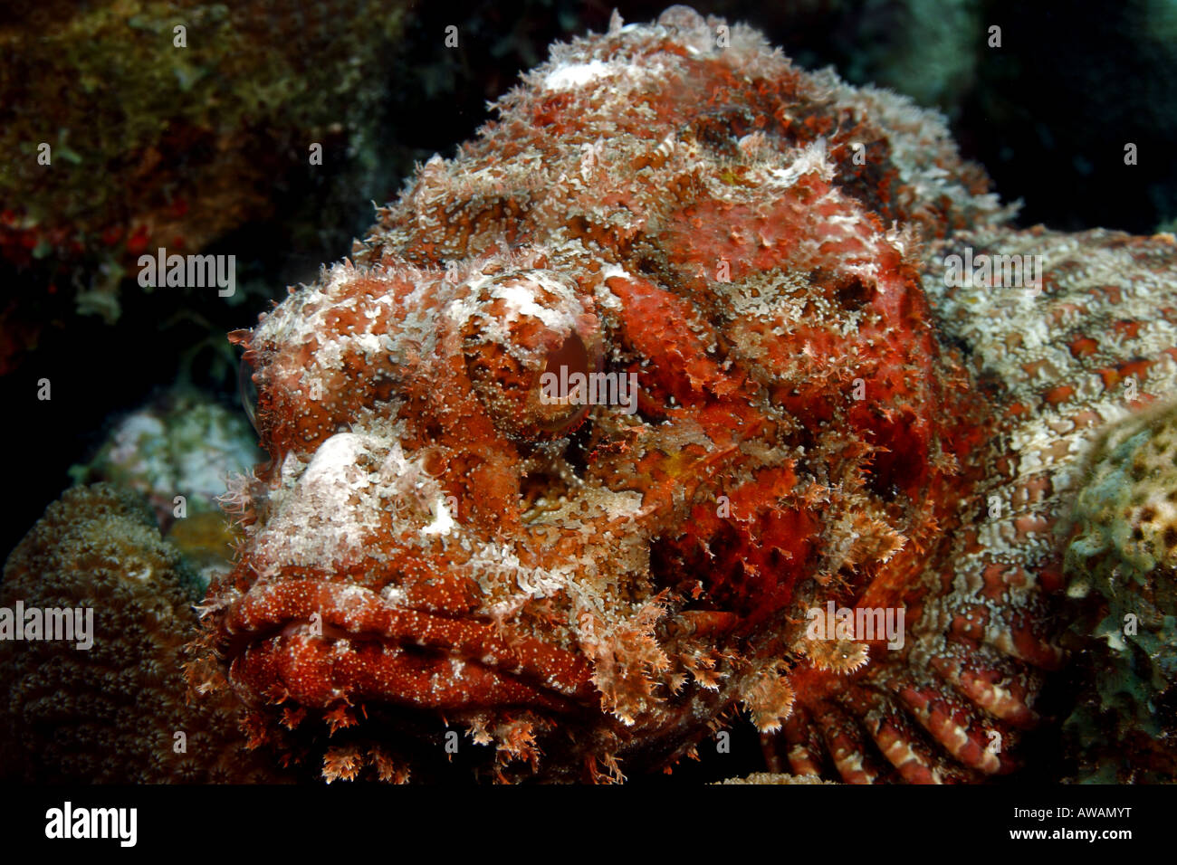 Spotted Scorpionfish scorpaena plumieri Banque D'Images