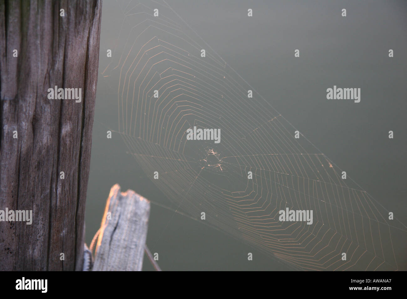 Spider web sur un quai en palplanches lumière du matin Banque D'Images