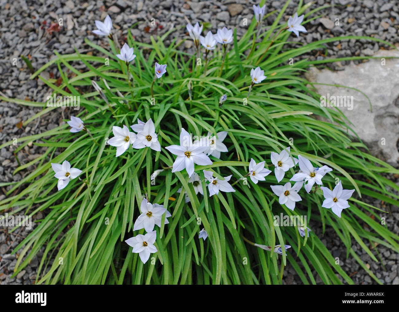 Ipheion uniflorum Banque D'Images