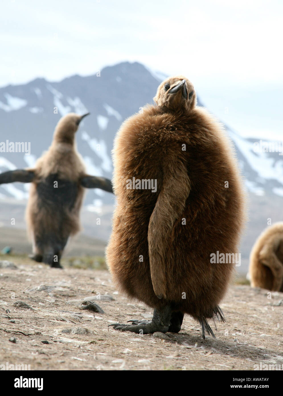 Bebe Manchot Royal Appele Un Garcon Okum Photo Stock Alamy