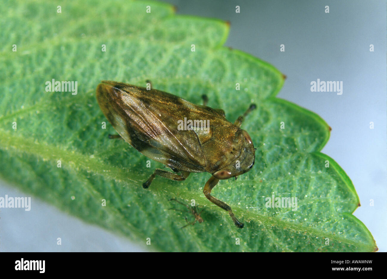 Philaenus spumarius commun froghopper trémie adultes Banque D'Images