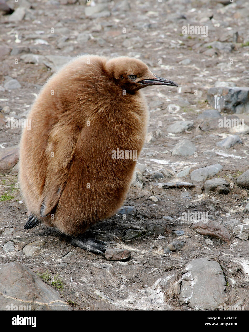 Bebe Manchot Royal Appele Un Garcon Okum Photo Stock Alamy